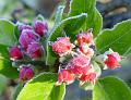 2008-0408_0745_Apple_Blossom_minus_0